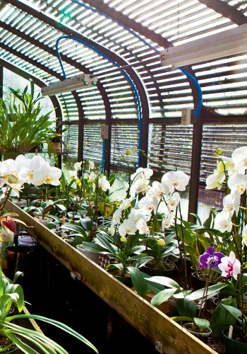 An Eye For Orchids