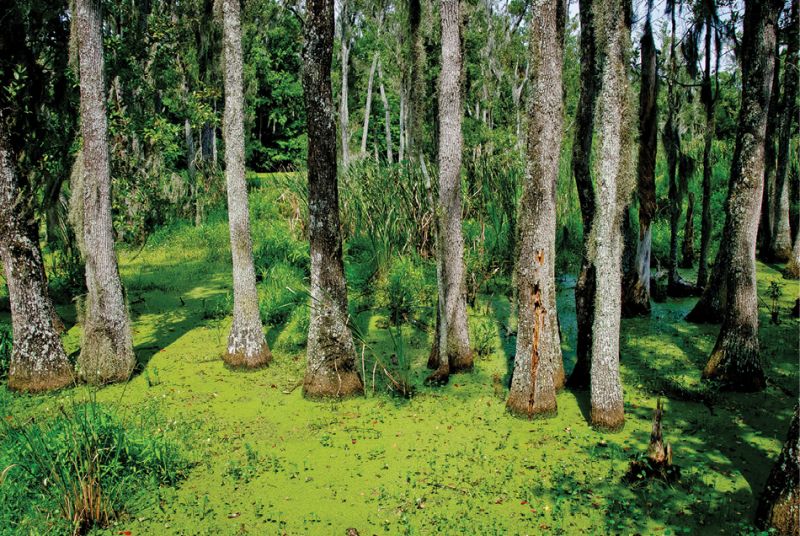 Amazing Places To Enjoy Springtime Around The Lowcountry