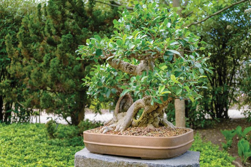 Mini Forest: “I love the patience bonsai takes; it’s like gardening meets meditation.”