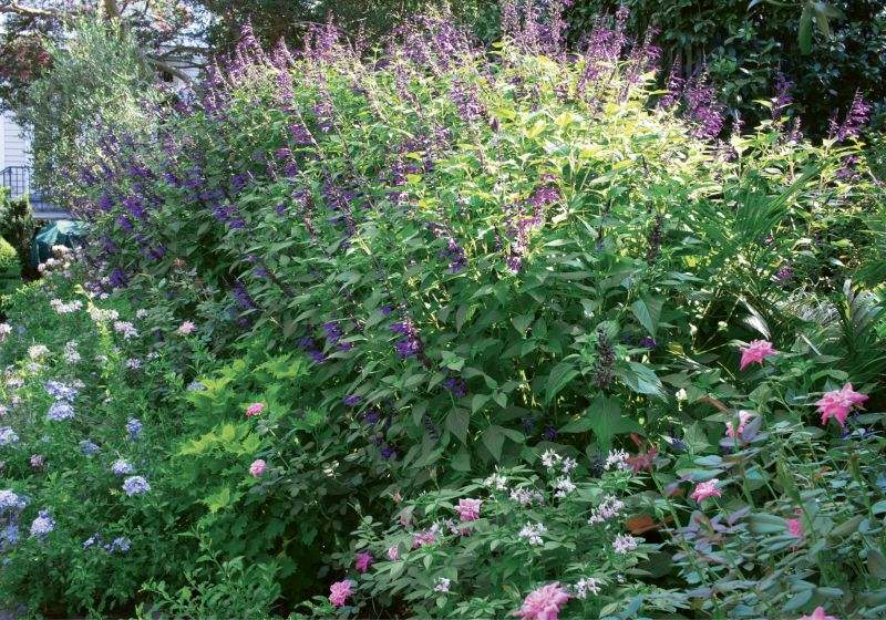 British Accents: To give Susan the perennial garden she’d been dreaming of, Wertimer created beds of ‘Royal Blue’ plumbago, pink Knock Out roses, and ‘Lemon Drop’ lantana on either side of a lawn that serves as play space for pups Max and Zoe.