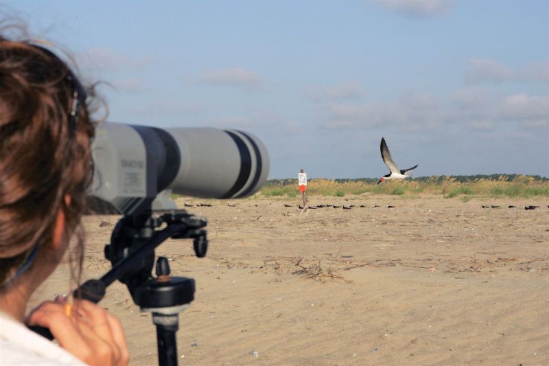 In the Wild: The Cape Romain National Wildlife Refuge, which includes Bulls, Cape, and Lighthouse islands, plays host to myriad species, including (clockwise from opposite top) black skimmers; migratory shorebirds such as red knots; loggerhead turtles (here a nest being moved to higher ground and protected by the US Fish & Wildlife Service); and alligators